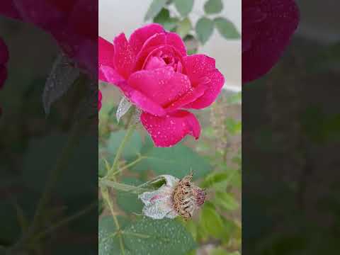 mumal#beautiful music of  RAJASTHAN #nature #trending #ytshorts #rose# dhapukhan