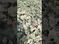 Mung Ki Fasal Agriculture Tranding Shortvideos Likesharesubscribe Please Subscribe My Channel