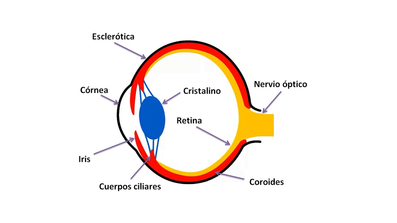 Anatomía del ojo - Medicina veterinaria