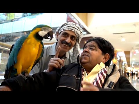 Mithu Gaya Shahr Ghoomnay مٹھو گیا شہر گھومنے - Mithu Funny Clips - Pothwari Drama Full Funny