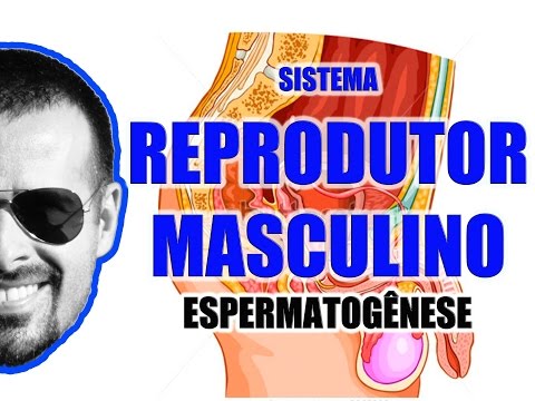 Spermatogenesis: The Formation of Sperm - Male Reproductive System - Video Lesson 059