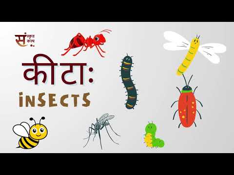 Insects in Sanskrit