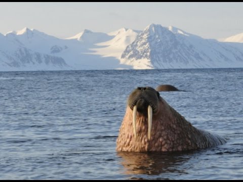 Walrossherde in Svalbard