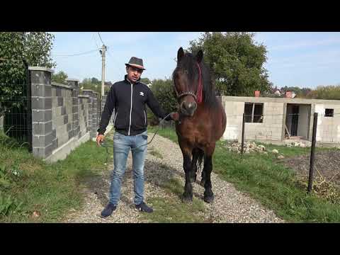 Armasarul lui Rafael de la Voitinel, Bucovina - 2020 Nou!!!