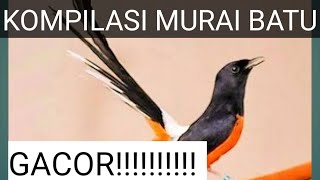 Download lagu kompilasi murai batu gacor!!!!!! mp3