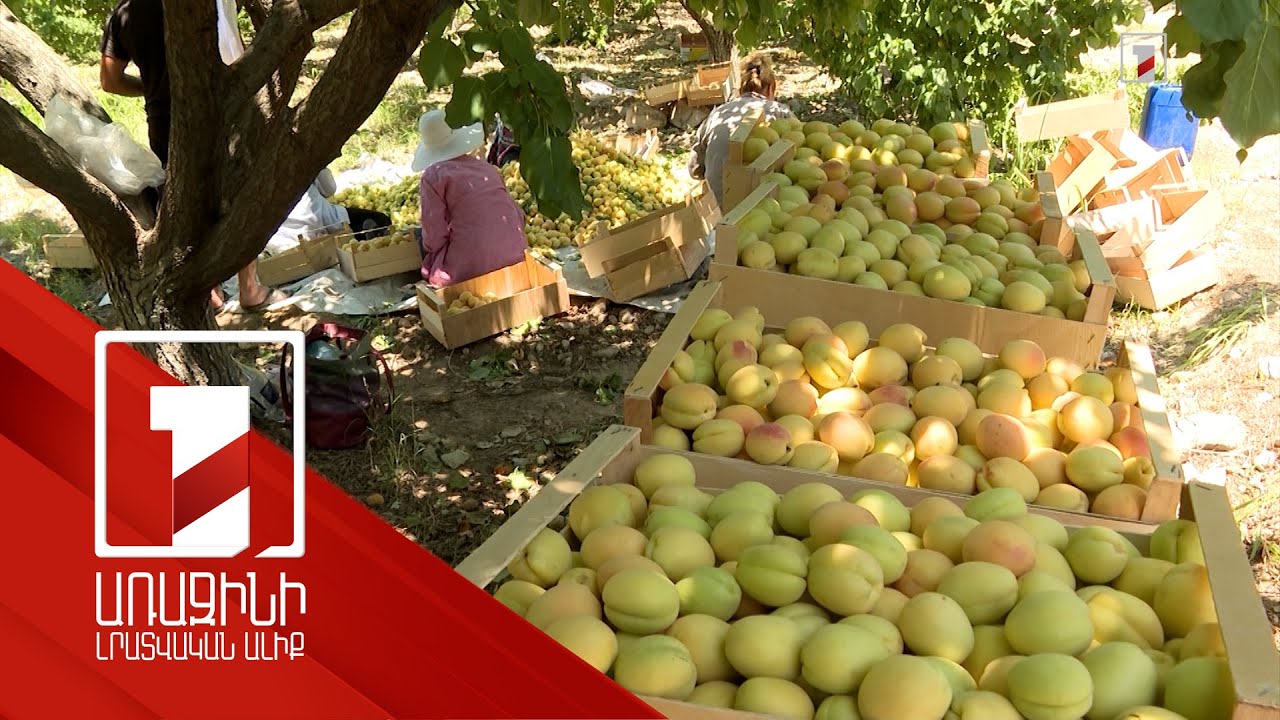 4 ռիսկից կապահովագրվի 13 մշակաբույս. ապահովագրականներին հնարավոր է դիմել մինչև մայիսի 31-ը