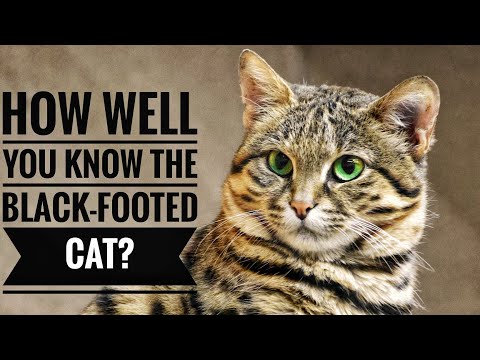 Black-footed cat || Description, Characteristics and Facts!