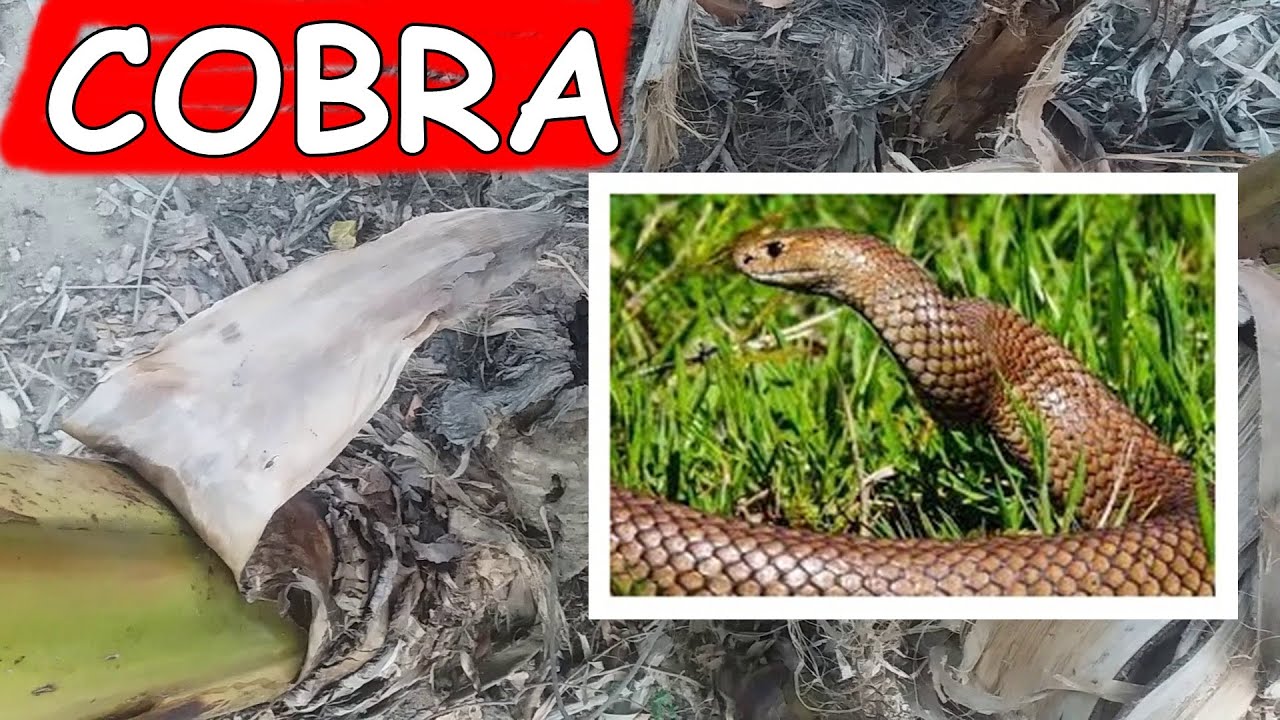 SONHAR COM COBRA ATACANDO ATAQUE DE COBRA EM SONHO SIGNIFICADOS