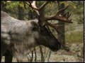 Лесной северный олень, Wild Forest Reindeer (RUS) 