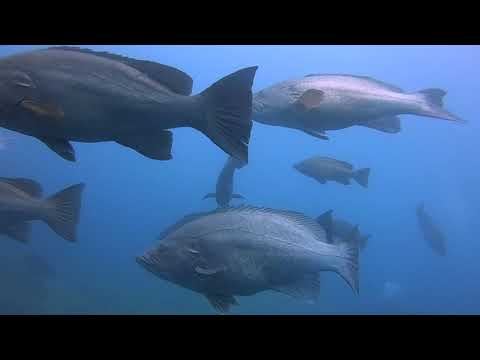 RESERVA MARINA CABO PALOS-ISLAS HORMIGAS 2020
