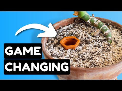 NEVER Worry About Watering Your Plants Again!