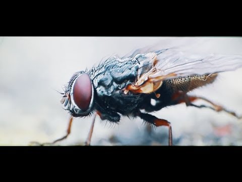 Cane Hill - Lord of Flies (Official Music Video)