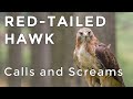 Red-tailed Hawk Calls and Sounds (2024) - Have you heard this raptor before? (ID Guide)