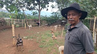 Download lagu REVIEW ANJING BURU DAN BABI HUTAN JINAK PELIHARAAN PAK HAJI ADE MAJALAYA ‼️ mp3 Download lagu REVIEW ANJING BURU DAN BABI HUTAN JINAK PELIHARAAN PAK HAJI ADE MAJALAYA ‼️ mp3