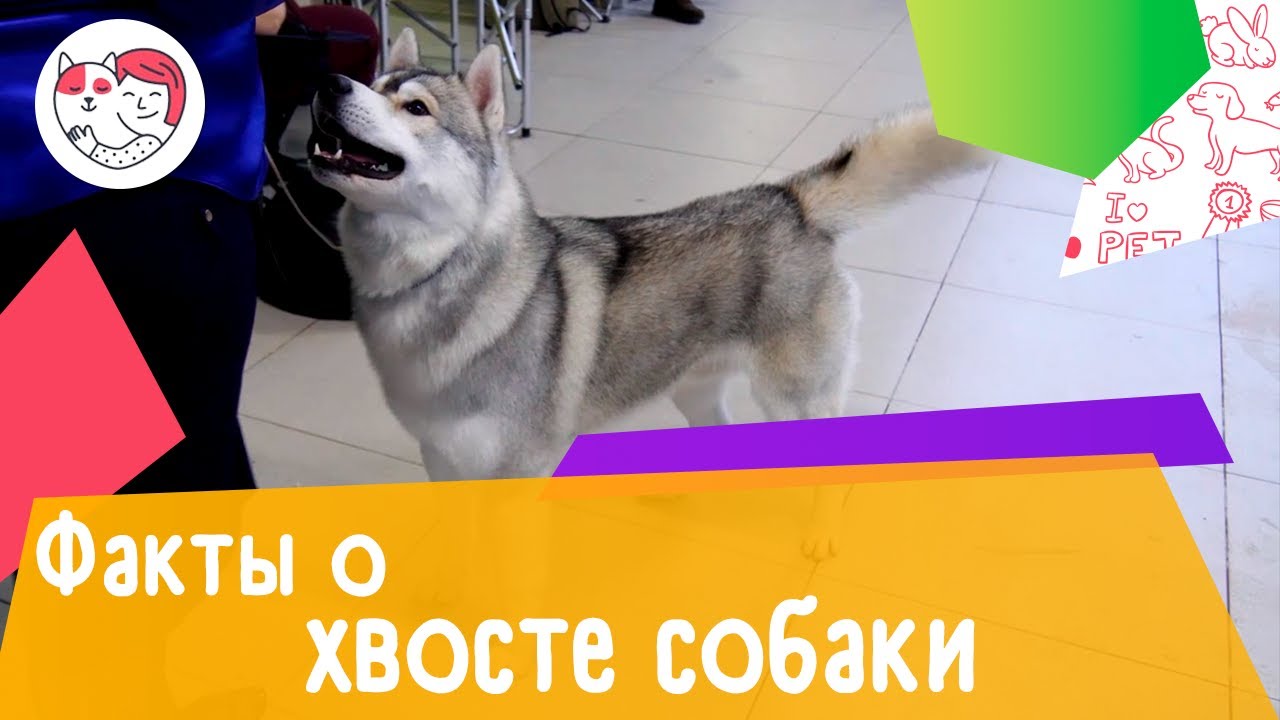 5 интересных фактов о собачьем хвосте