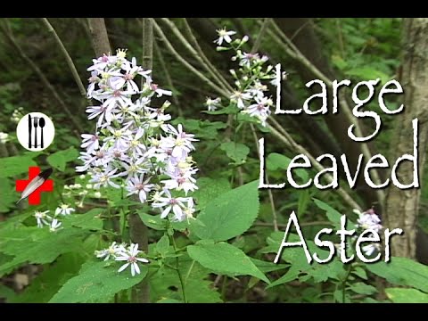 Large leaved Aster: Edible & Medicinal