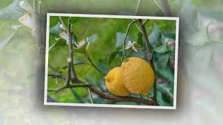Lemon Tree : Peter, Paul and Mary