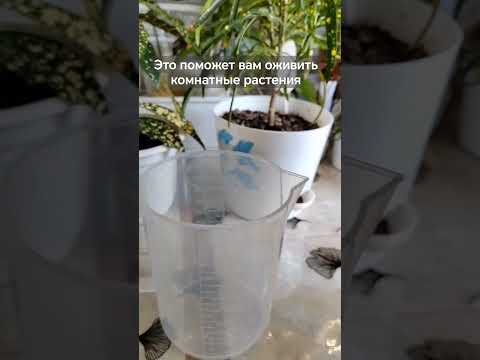 Фитоспорин для комнатных растений#комнатные растения#уход