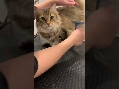 Sent our domestic medium hair cat for undercoat grooming