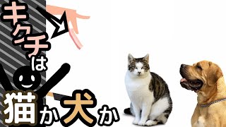 【バカゲー】ベーコンのキクチさんは猫派か犬派か。【Bacon - The Game】#2