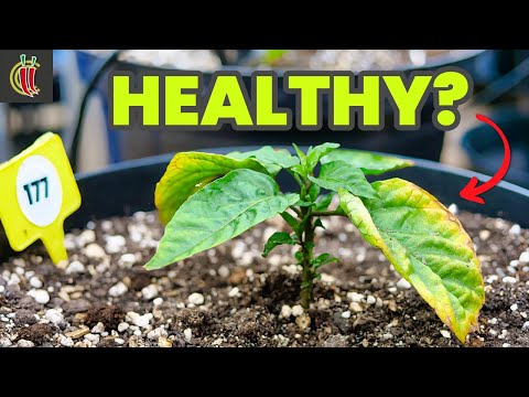 Why Your Chili Leaves Are Falling Off: Explained, And a Chilli Grow Update