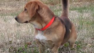 Formerly Chained Dog Gets Freedom, by Donna Hughes