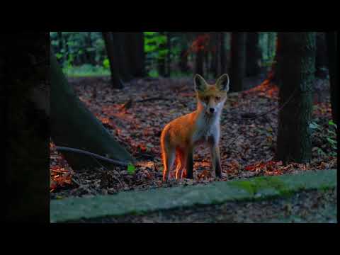 Lubaszowa, redemptoryści