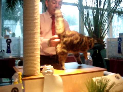 CFA Tallínn George Cherrie (Maradan Juanita Guacamole )