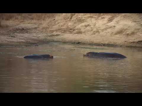 Djuma: Three Hippos interacting - 17:15 - 06/15/21