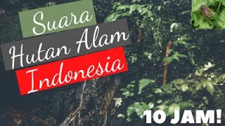 Download lagu Suara Air Terjun & Jangkrik Di Hutan Indonesia🌴10 Jam🌱 mp3