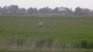 preview picture of video 'Marsh Harrier in Friesland'
