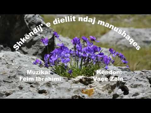 Shkëndij' e diellit ndaj manushaqes ~ Muzika: Feim Ibrahimi Këndon: Vaçe Zela ~nga Shembja e idhujve