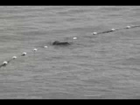 Harbor Seal in Fishing Net Seattle