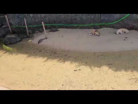 most beautiful beach of Goa, Unexplored beach, Cola Beach part2