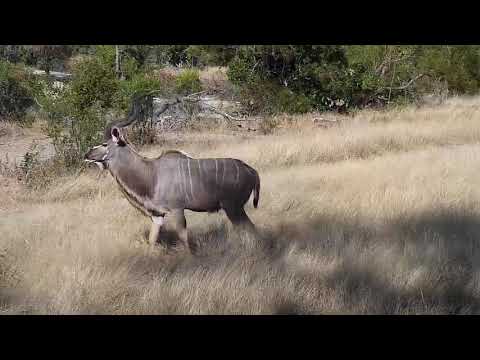 Djuma: Kudu bull  - 15:02 - 07/26/20