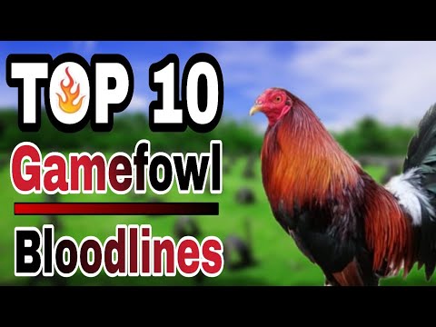 TOP 10 GAMEFOWL BLOODLINES