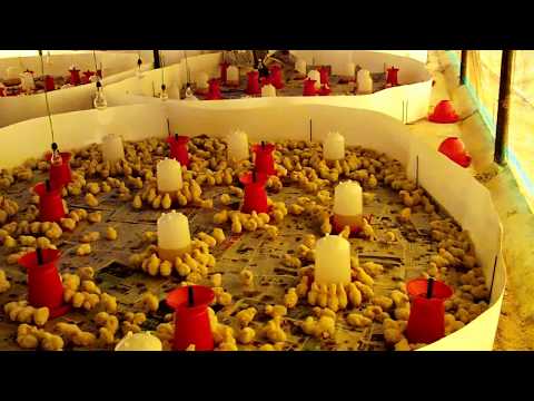 Chicks chick guard with 3 ms stand 15'