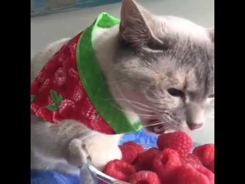 cat eats raspberries - YouTube