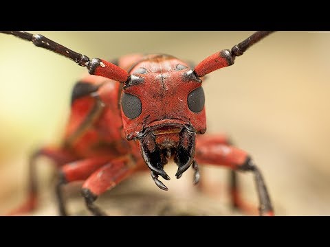 Karıncaların İlginç Dünyası ve Çıkardıkları Sesler