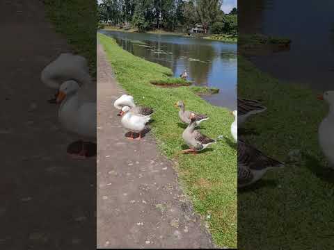 #parque do lago#Quatro Barras PR#good morning