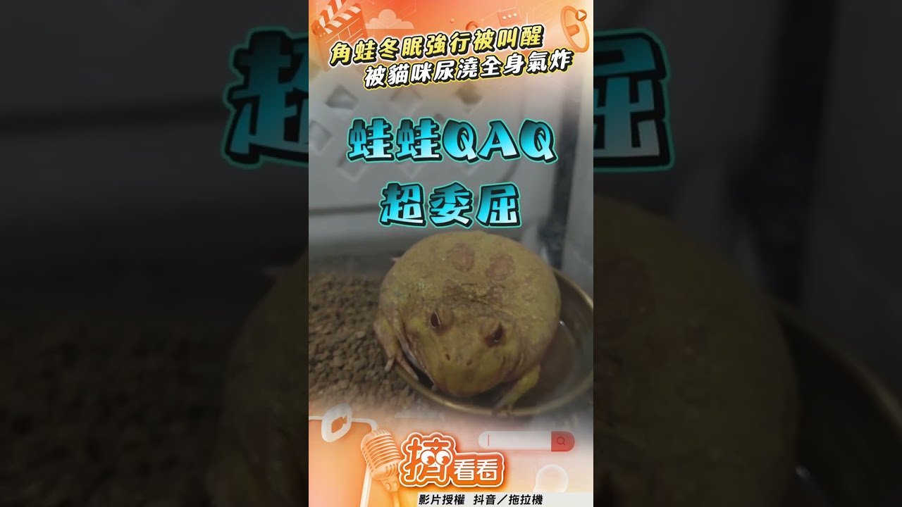 影音/角蛙冬眠強行被叫醒 被貓咪尿澆全身氣炸