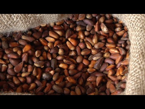 Pine Nut Harvest