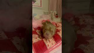 Video preview image #1 American Bulldog Puppy For Sale in Rockville, MD, USA