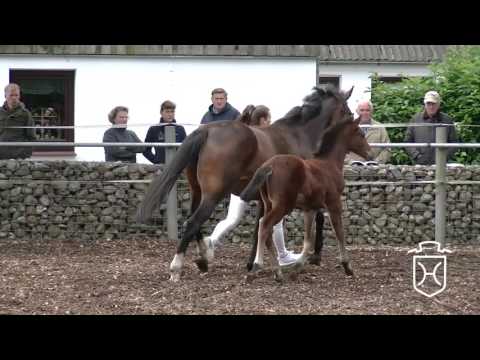 SL009 Hengstfohlen von Cash and Carry - Aljano - Landgraf I