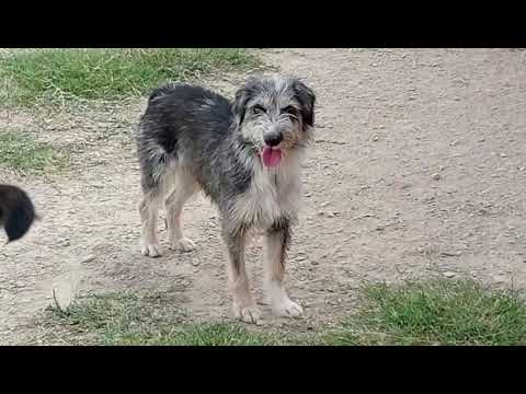 Piraña, Melva, Sirena y Wiffy