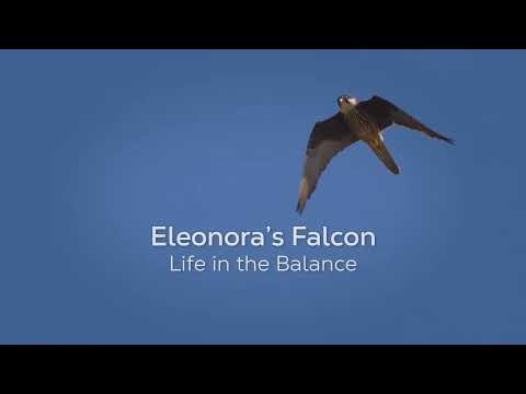 Eleonora's Falcon - Life in the Balance trailer