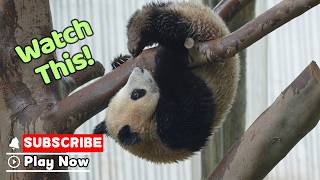 Here Comes The Little Kung Fu Master | iPanda