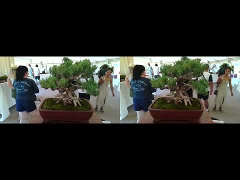 Stereoscopic - Rocky Mountain Bonsai Society - Show - Sept 4th 2022 - 3