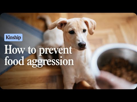 Stop Dog Food Aggression Fast With These 4 Easy Steps!