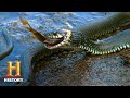 Swamp People Troy And Willie Hunt Monster Pythons Season 10 History